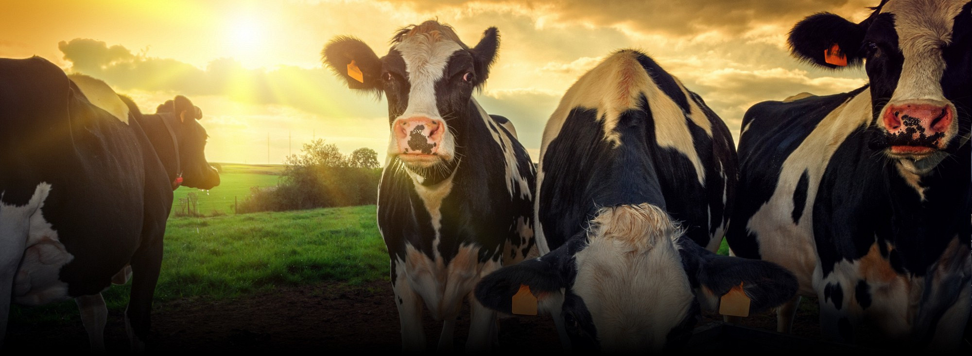 Produced completely on the farm 